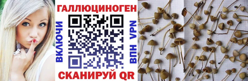Псилоцибиновые грибы Psilocybe Красноуфимск